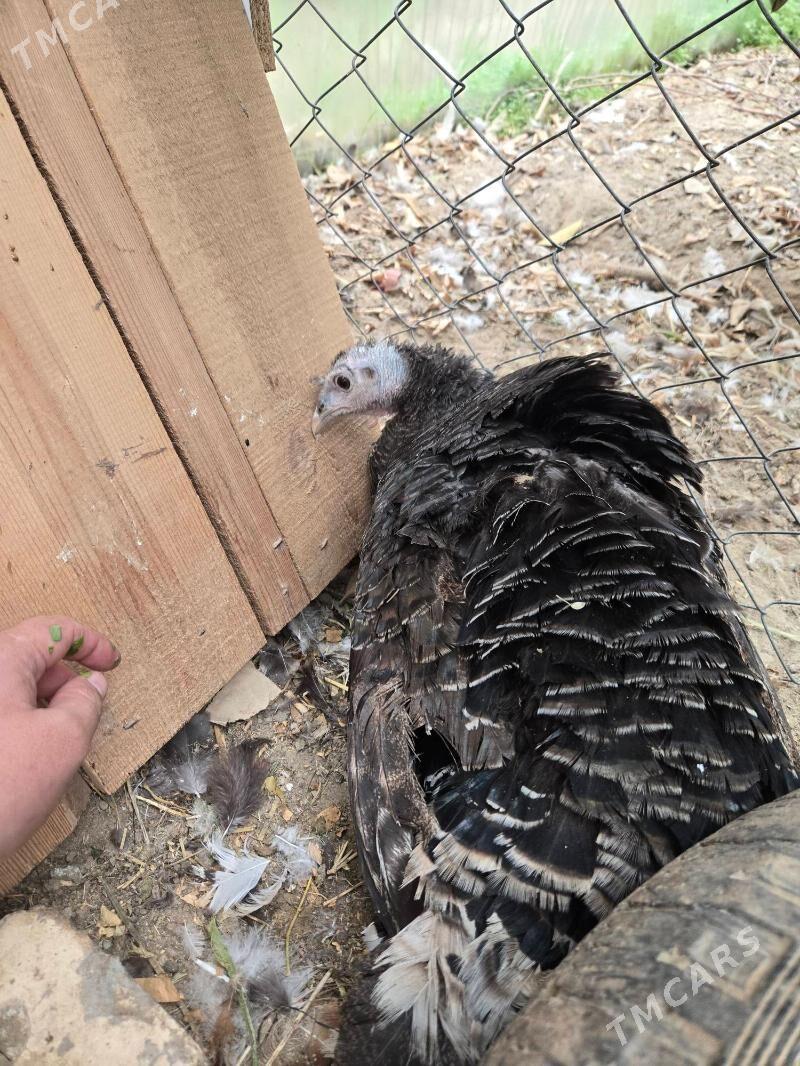 kurk induk. - Мары - img 1