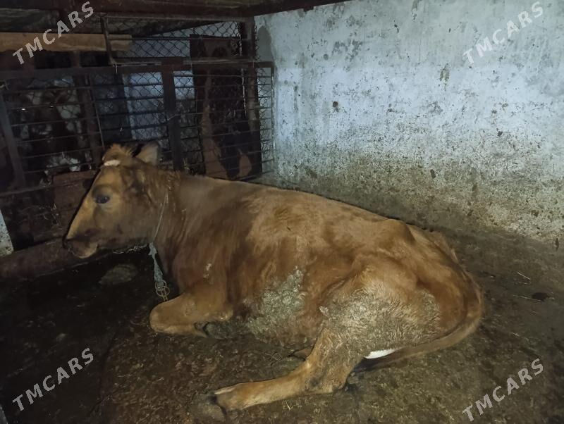 goleli sygyr - Hitrowka - img 1