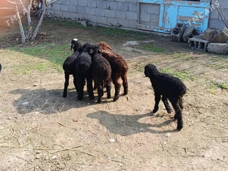 Guzy - Гёкдепе - img 1