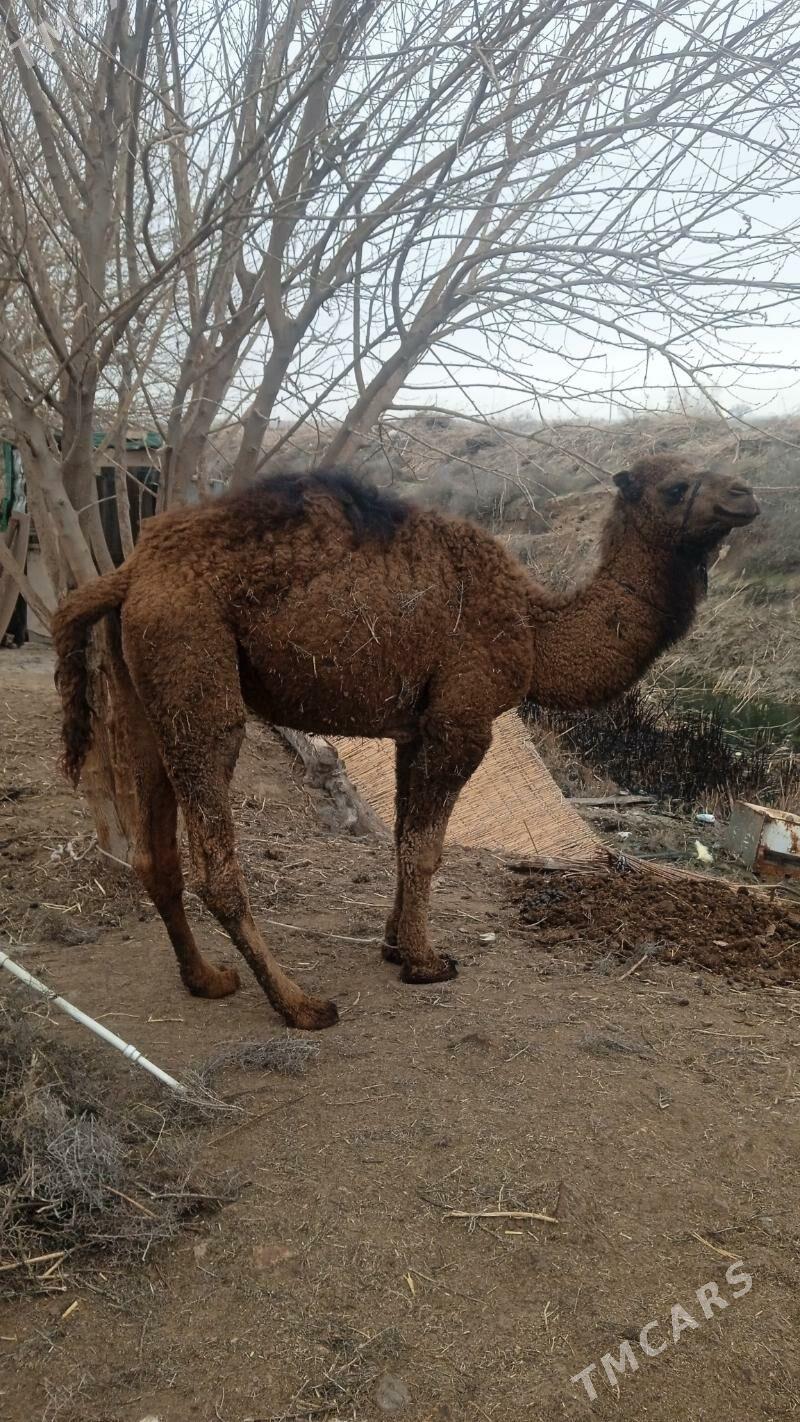 owsyk - Çoganly - img 1