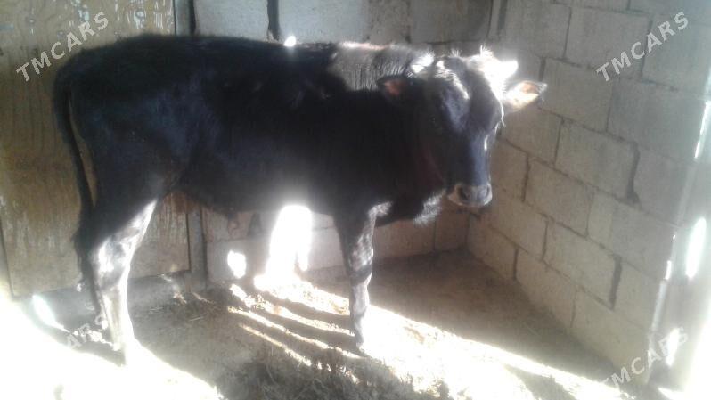 ökuzce - Этрек - img 1