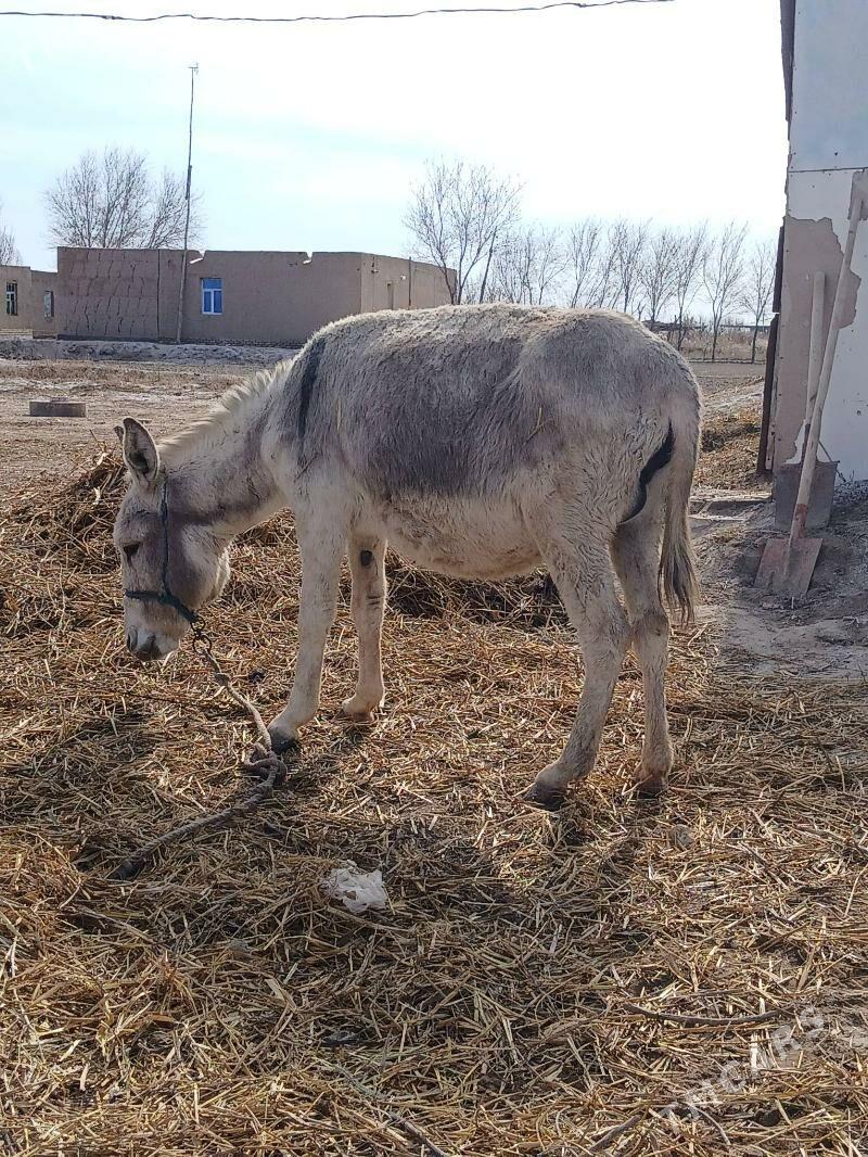 Eşek arwa - Daşoguz - img 1