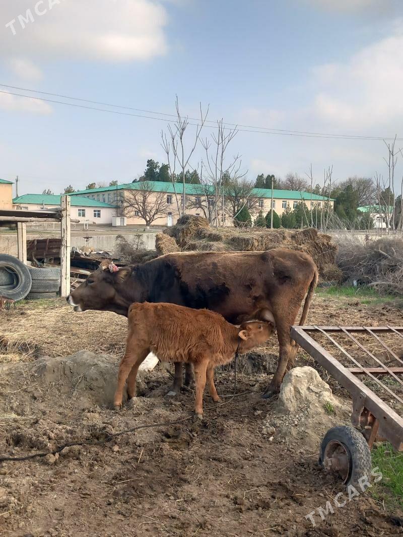 Goleli sygyr - Gökdepe - img 1