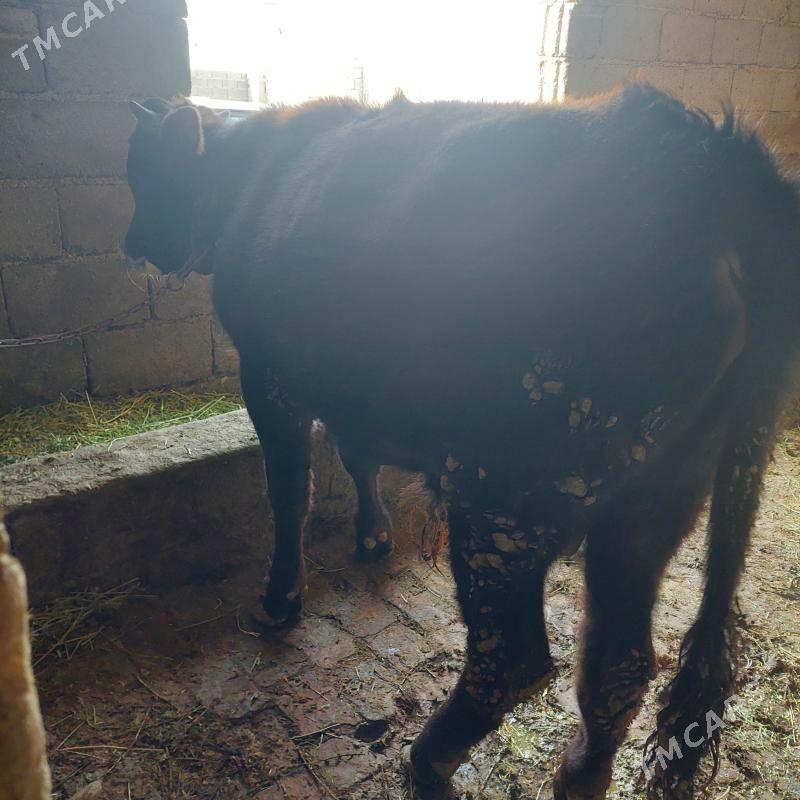 öküz - Gökdepe - img 1