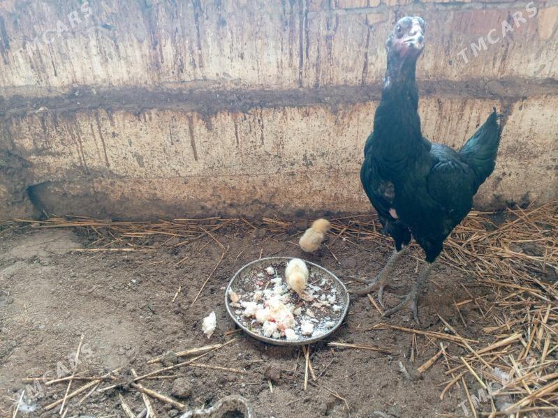 Taskent - Gyzylarbat - img 1