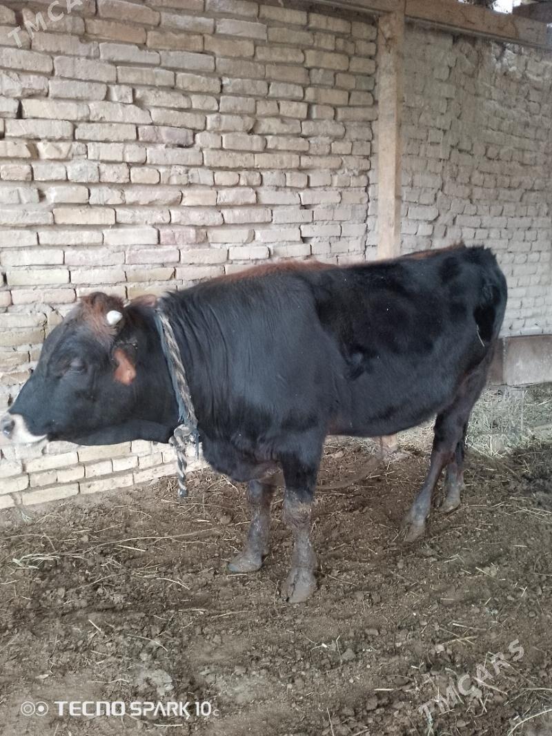 ökuz - Baýramaly - img 1