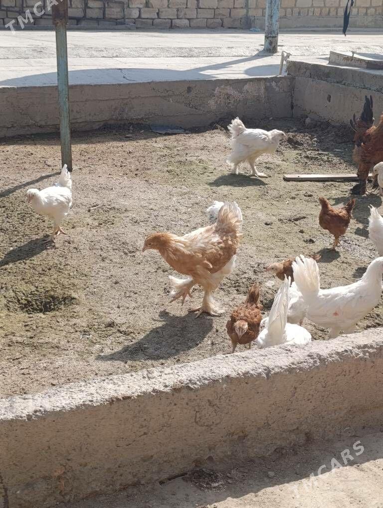 jüje - Гызыларбат - img 1