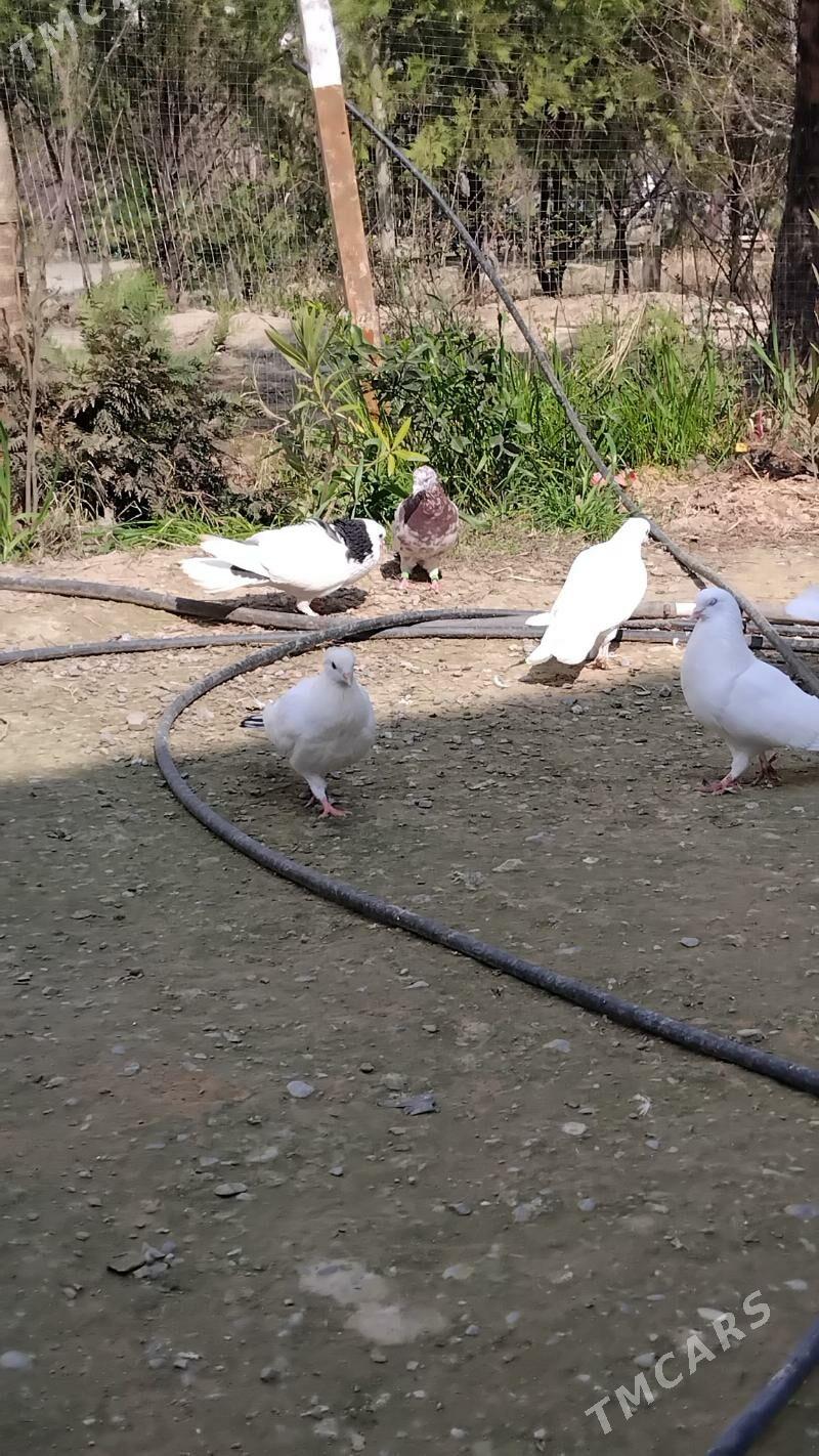 kepderi - Ашхабад - img 1