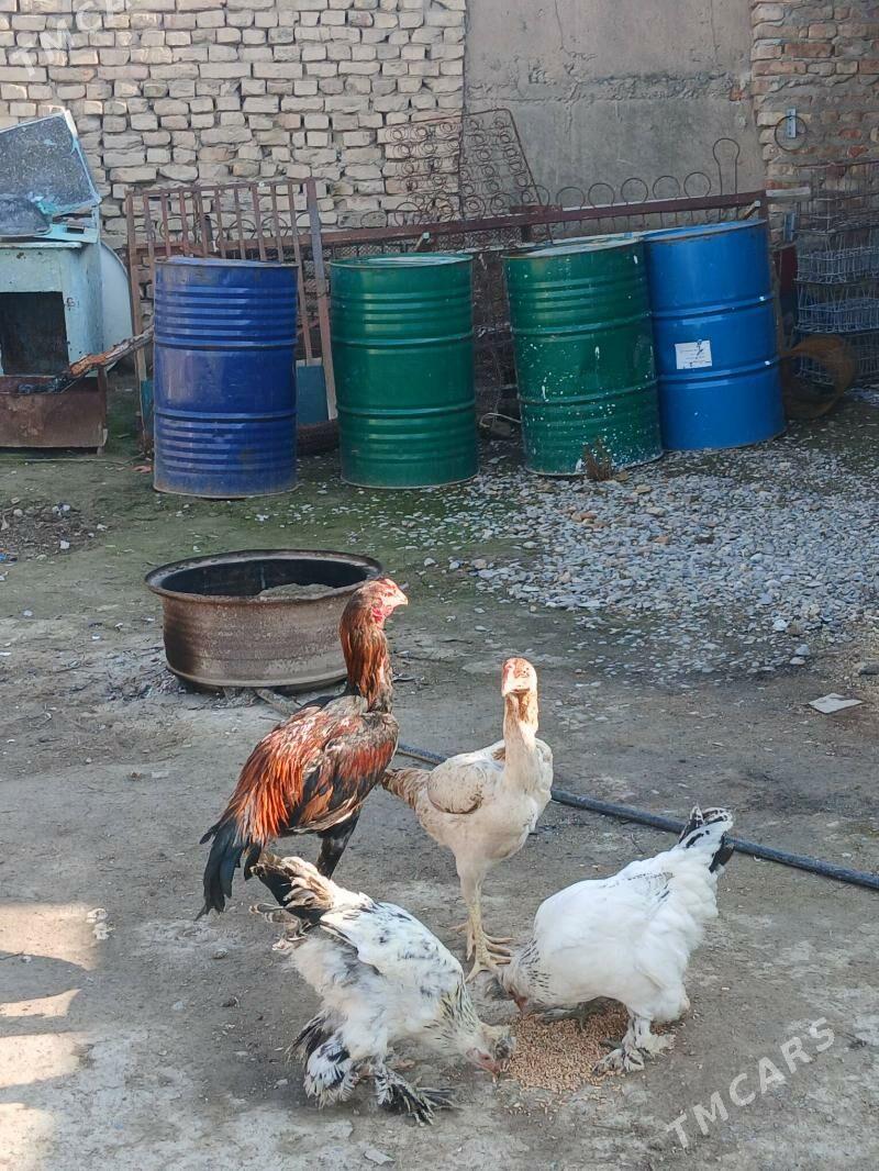 Daşkent horaz,towuk - Kaka - img 1