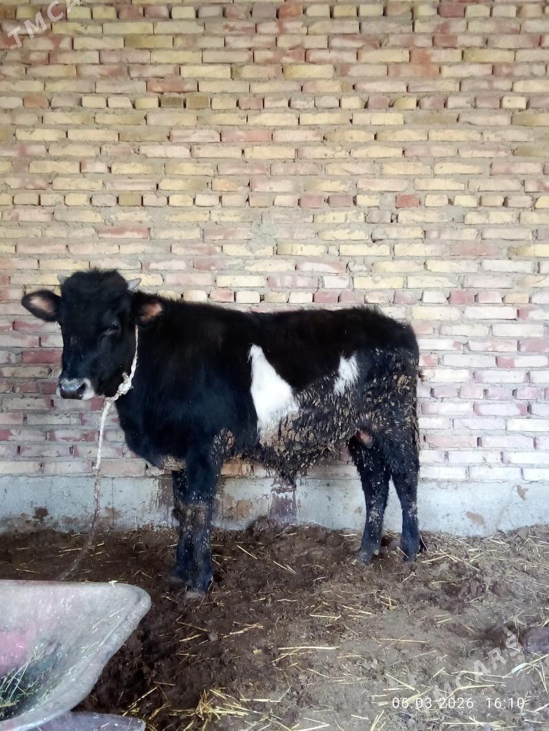 Öküz Gibrit 1 ýaş 1 aýlyk - Гёкдепе - img 1