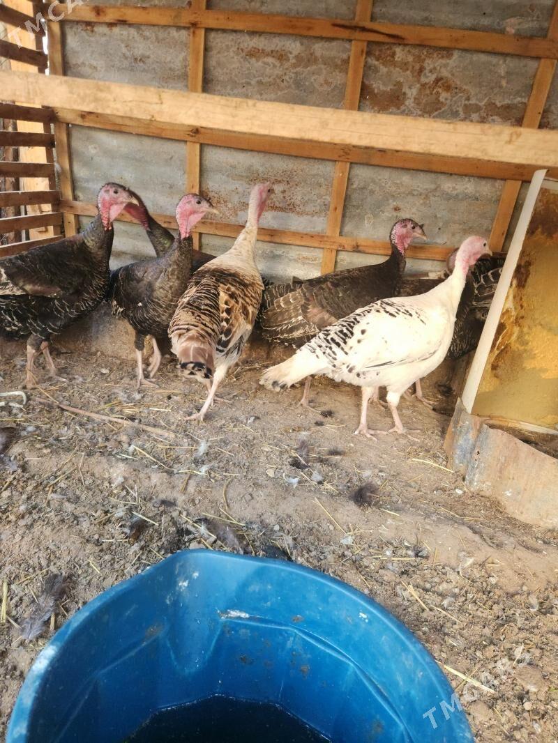 induk - Чоганлы - img 1