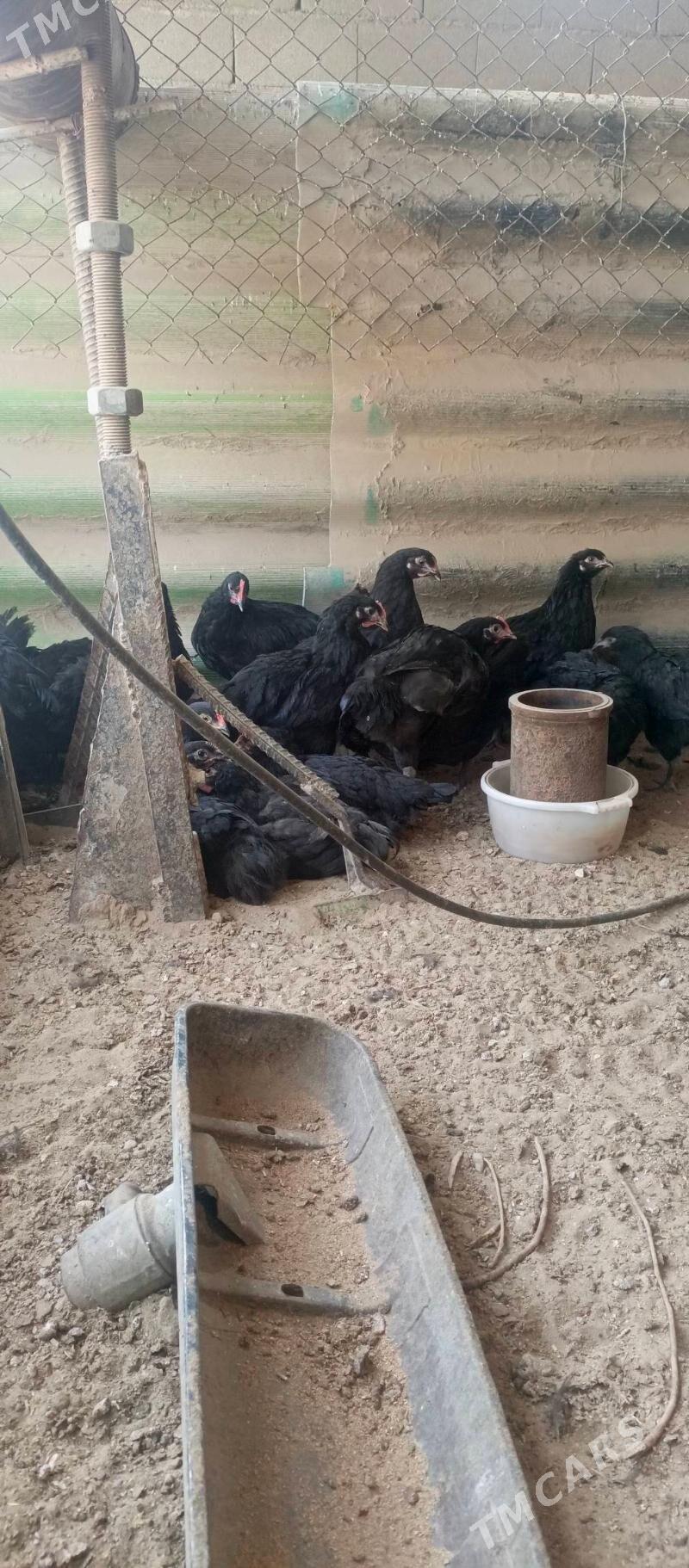 gigant juje - Бузмеин - img 1