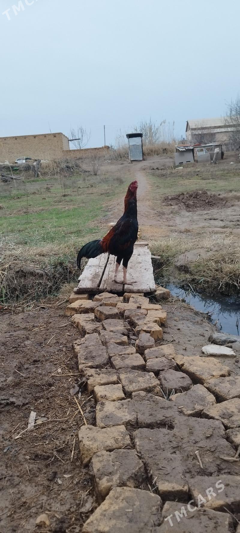 boyes juje - Hojambaz - img 1