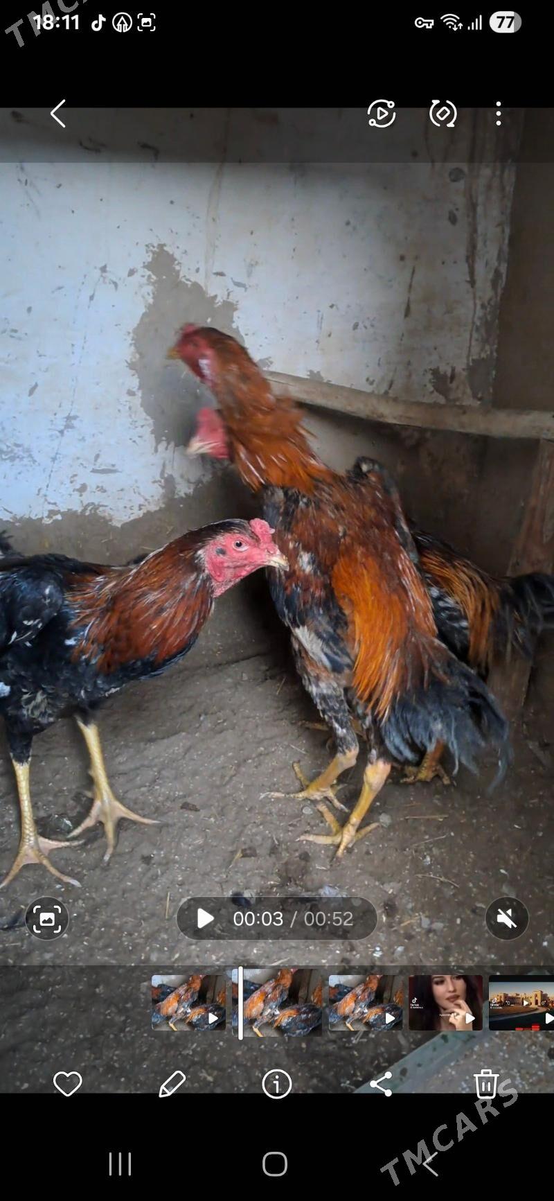 хораз - Дашогуз - img 1