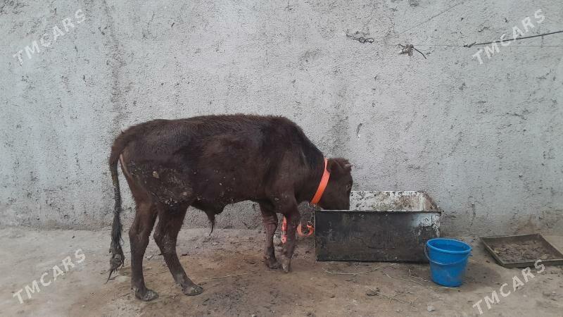 okuz - Ялкым - img 1