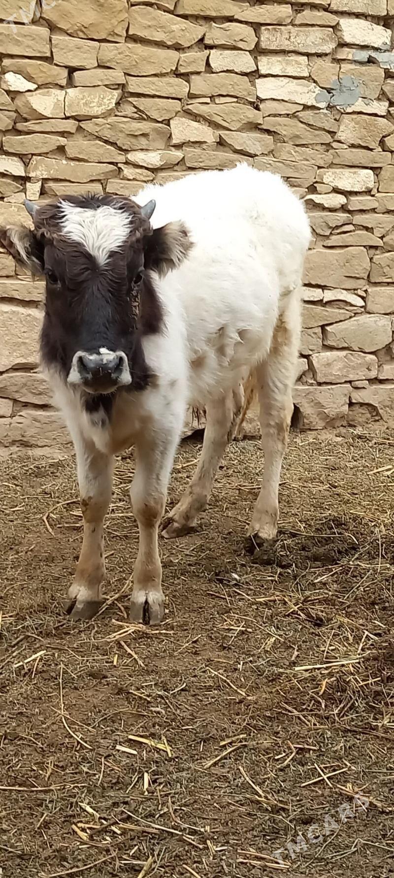 okuz - Gyzylarbat - img 1