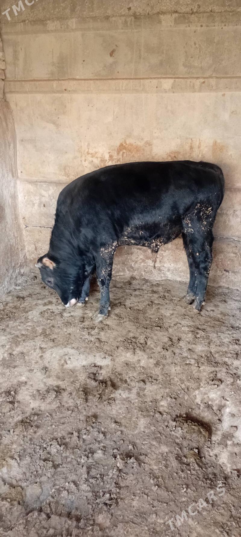 öküz şwes - Бузмеин - img 1