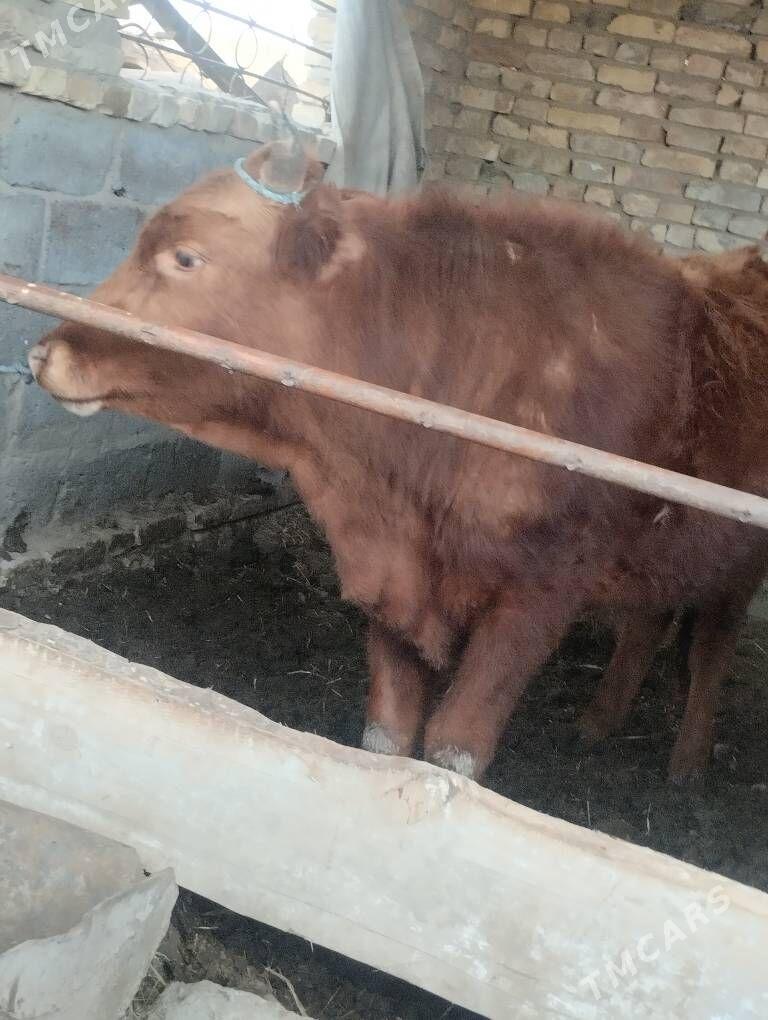 Okuz - Туркменабат - img 1