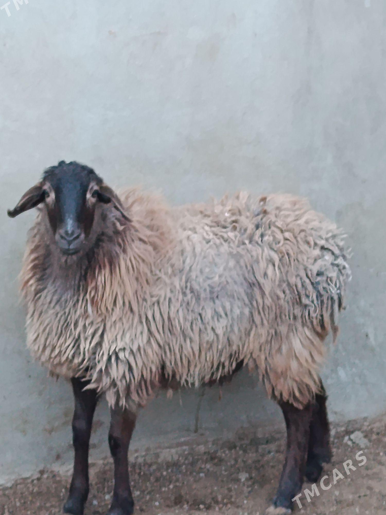 GoýynGoýyn - Балканабат - img 1