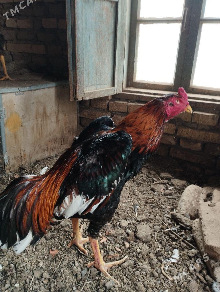 baysow horaz - Mary - img 1