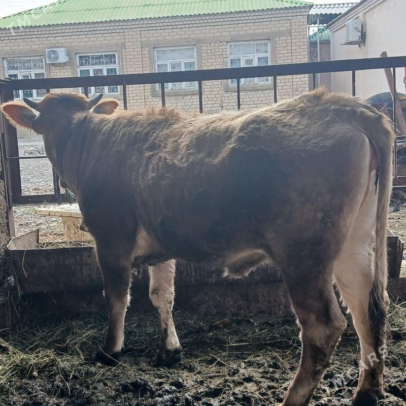 tuwe - Бузмеин - img 1