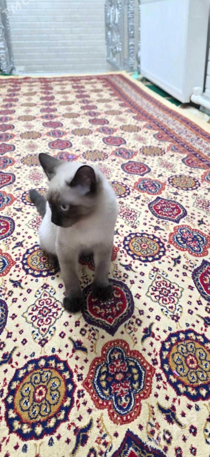 pişik - Гаудан "Б" - img 1