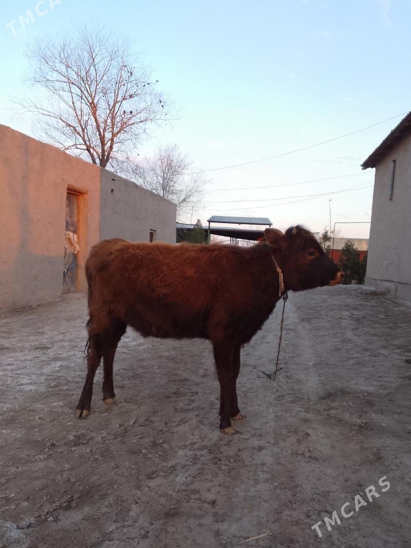 Gaçar birýaşap gelýe - Gurbansoltan Eje - img 1