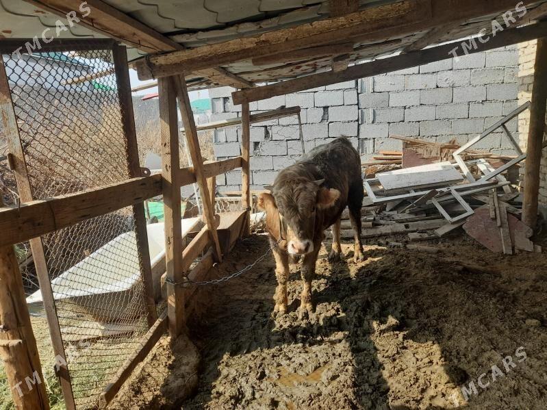 öküz - Чоганлы - img 1