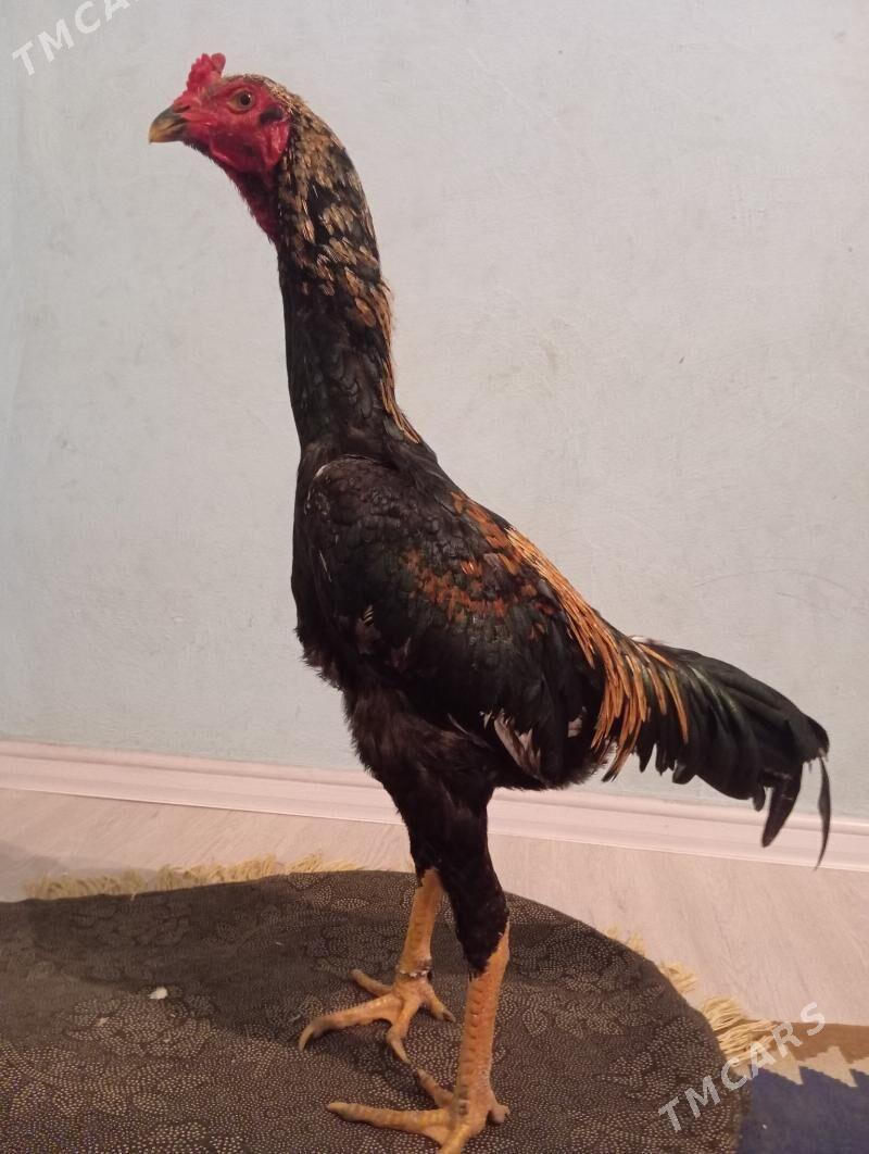 Zidan - Dostluk - img 1