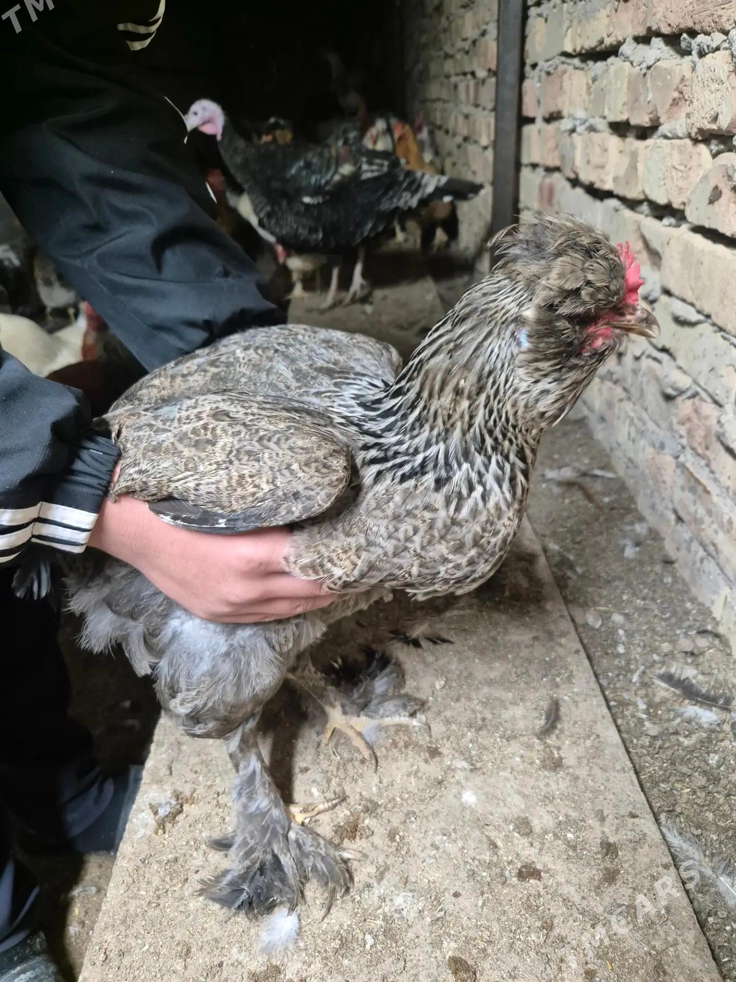 brama yumurtga - Türkmenabat - img 1