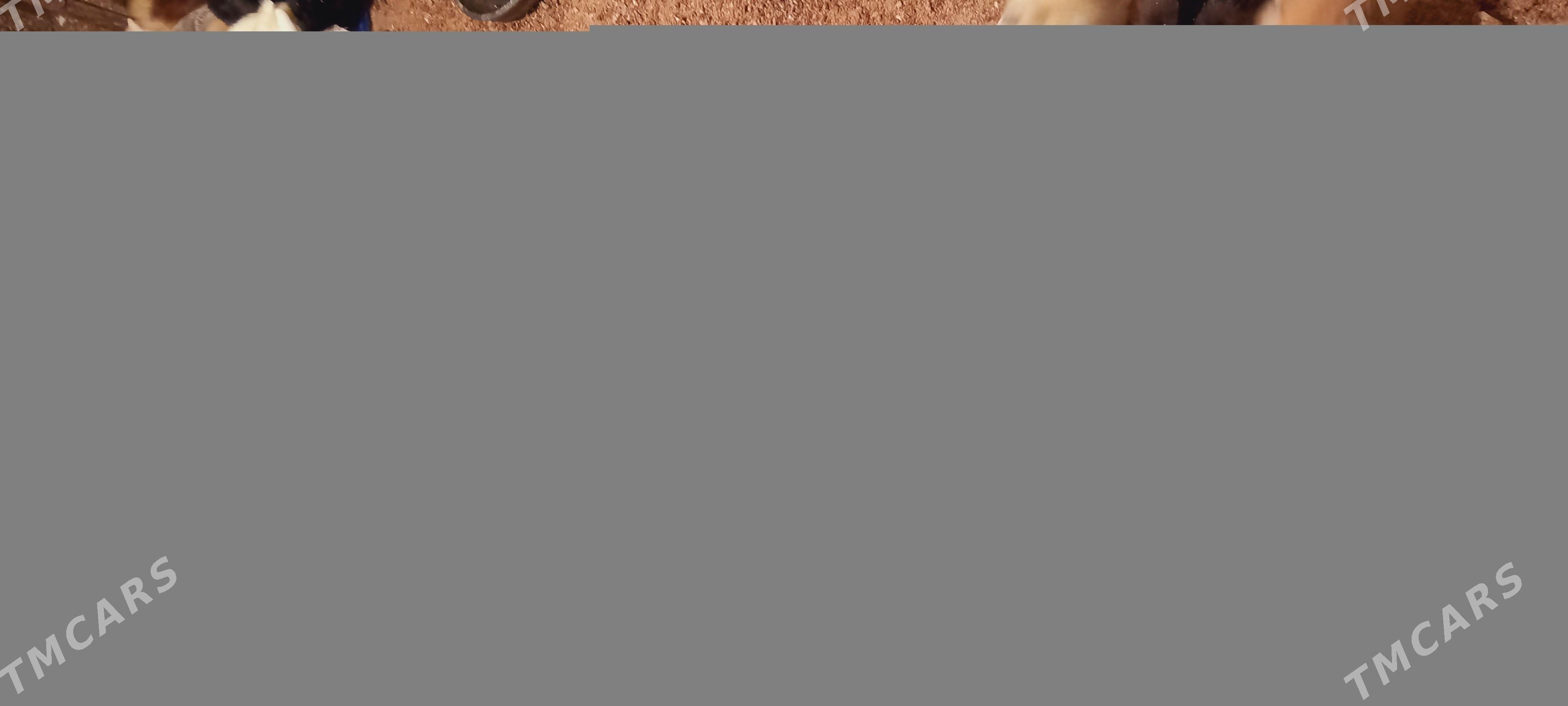 towuk jüje - Бабадайхан - img 1