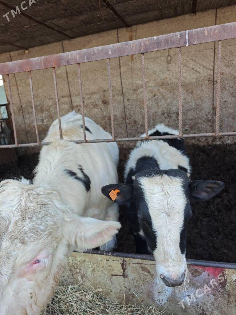 Galişdeyn kanadka okuz - Бузмеин - img 1