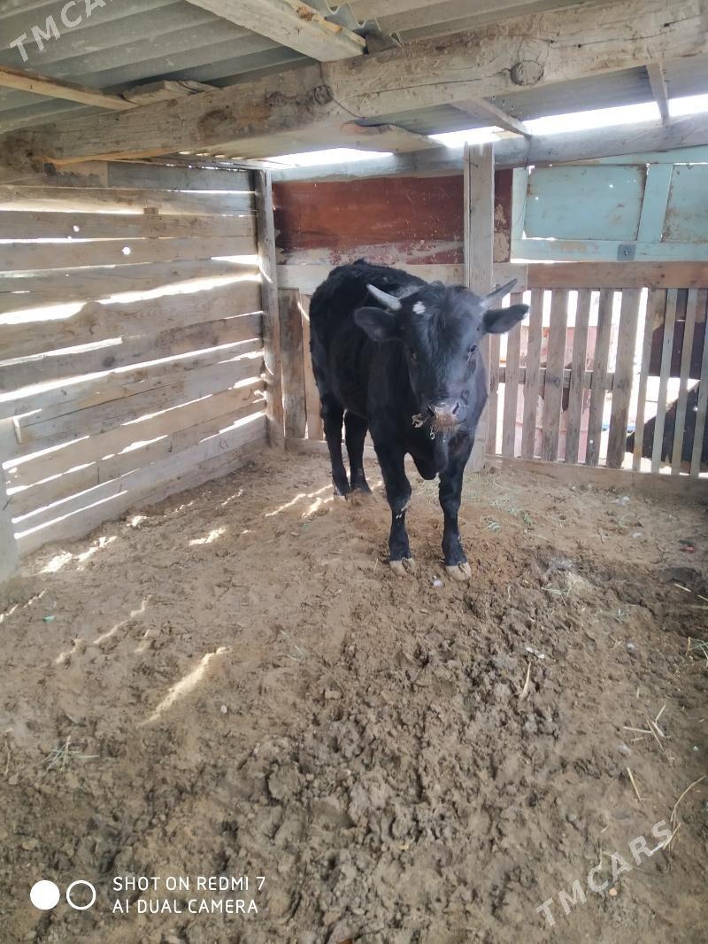 öküz - Туркменбаши - img 1