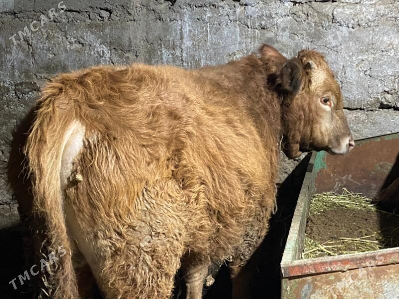 Gibrit  öküz - Гёкдже - img 1