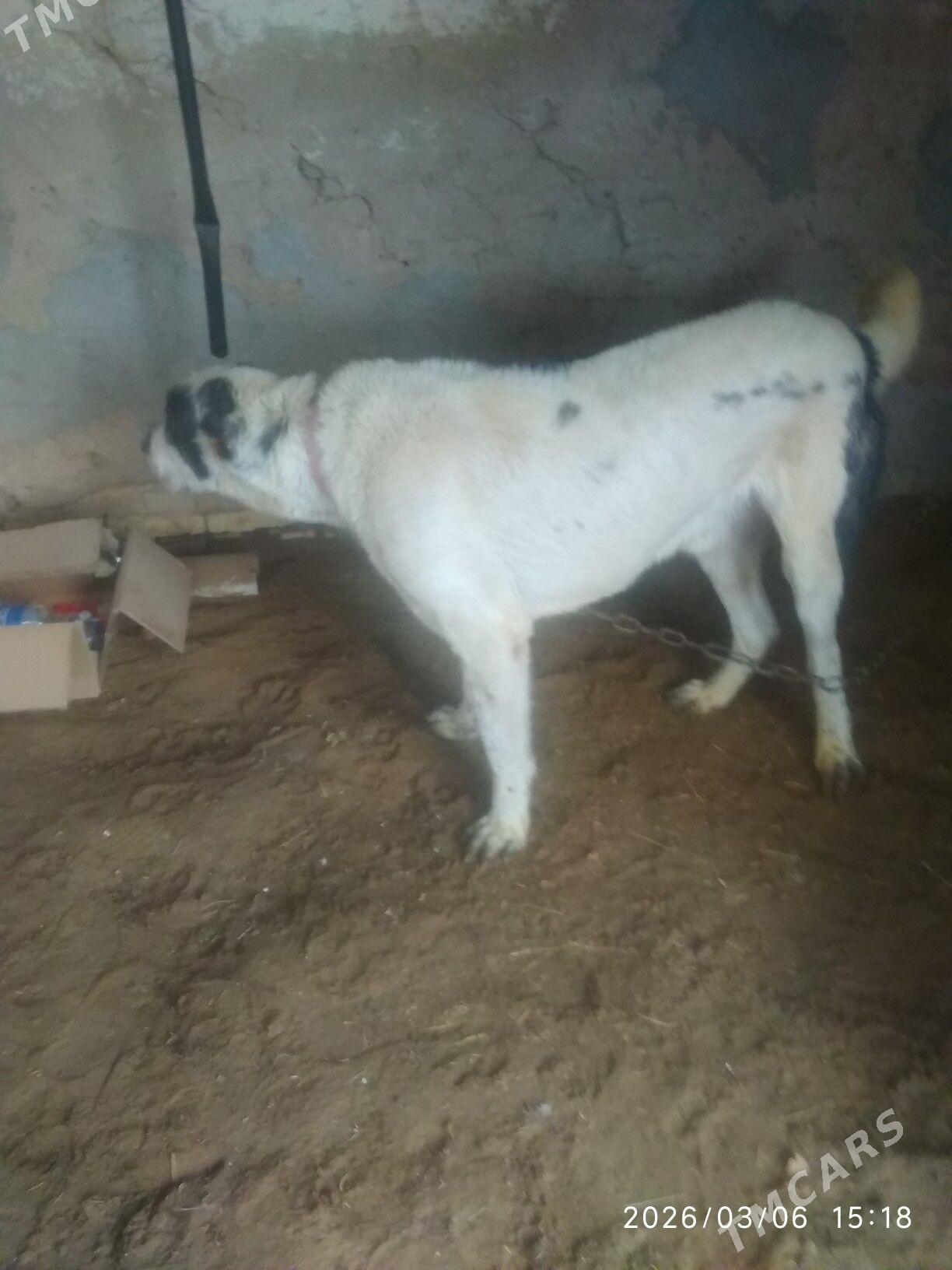 alabay - Mary - img 1