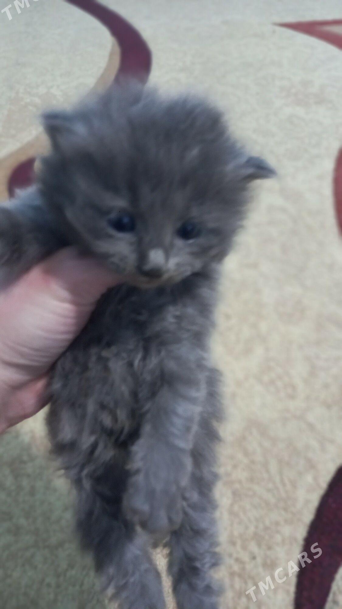 Pisik Pişik pisikler - Ашхабад - img 1