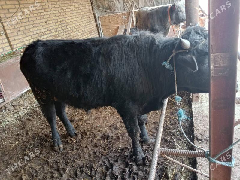 German Öküz - Туркменабат - img 1