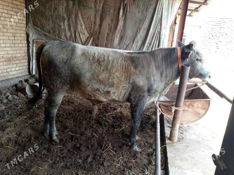 Parodny Öküz - Туркменабат - img 1