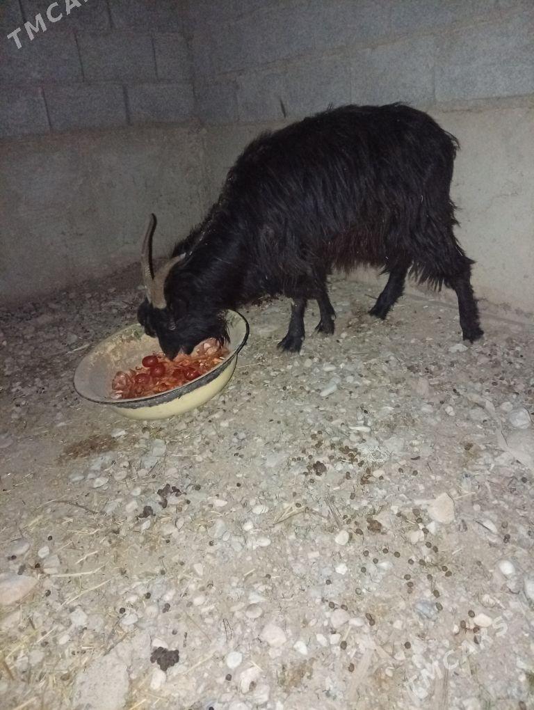 Geci - Балканабат - img 1