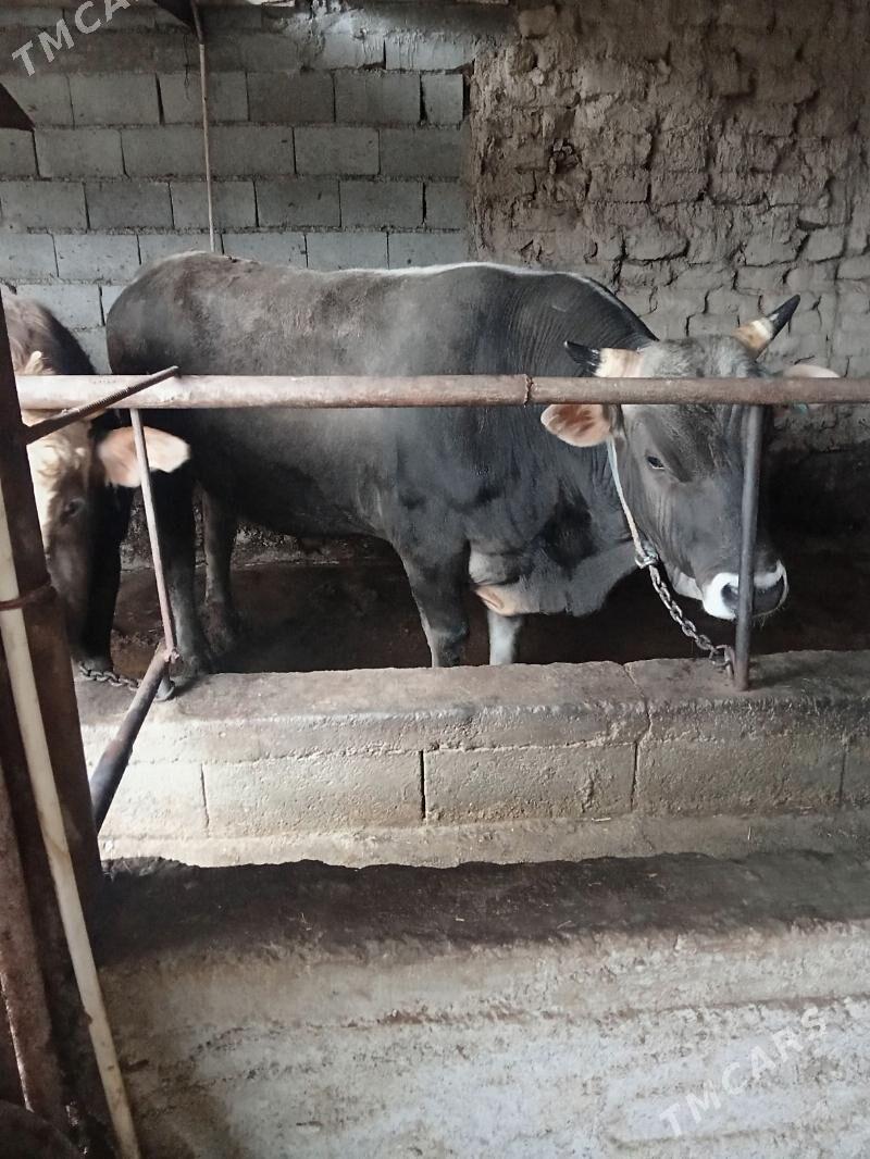 öküz - Гызыларбат - img 1