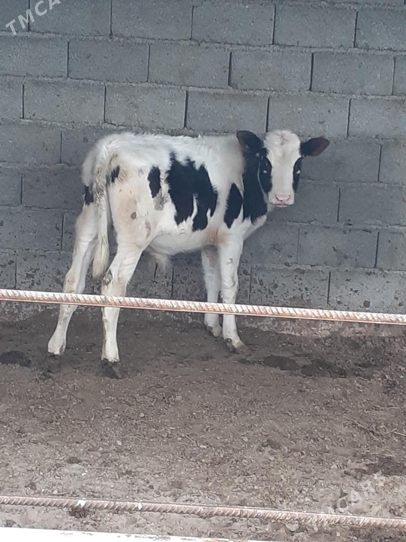 ÖKÜZ - Гёкдепе - img 1