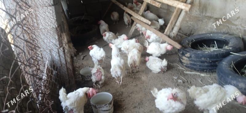 товук - Büzmeýin - img 1