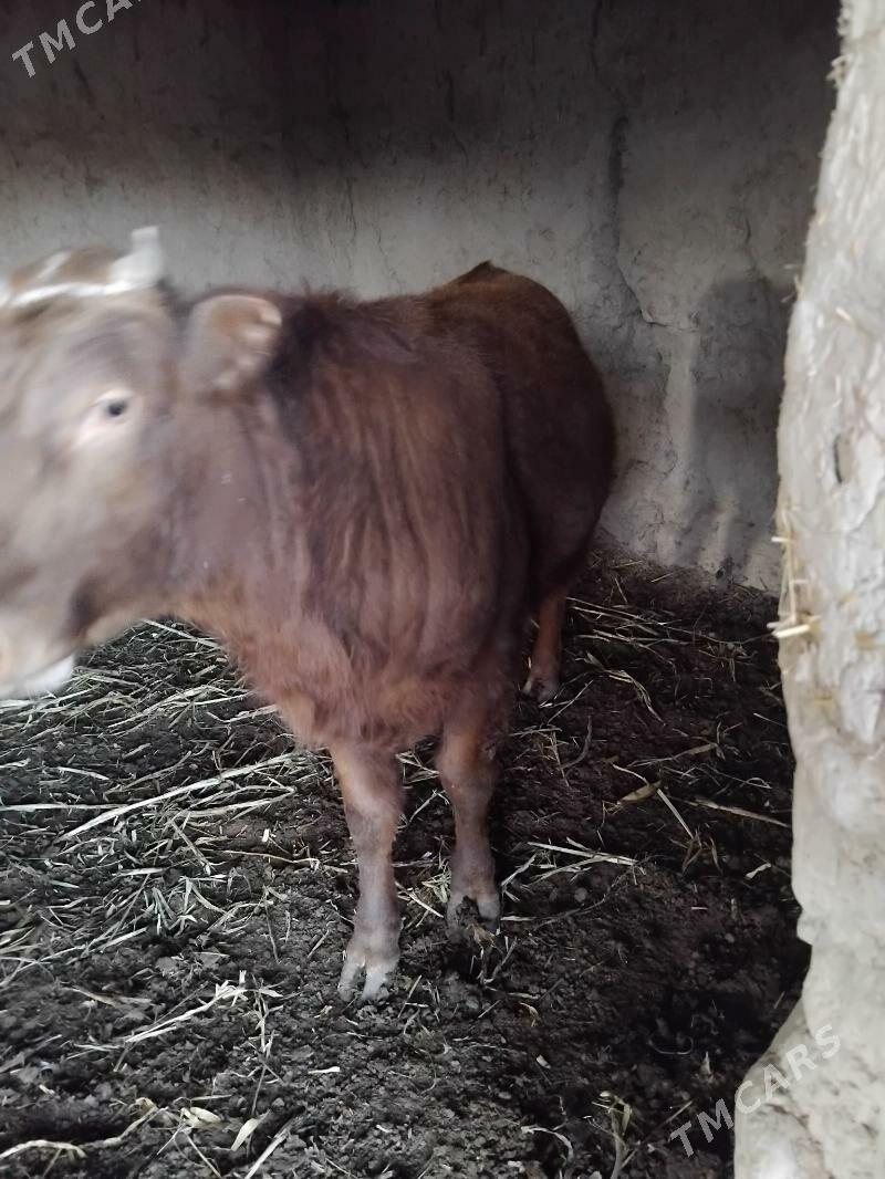 okuz - Болдумсаз - img 1