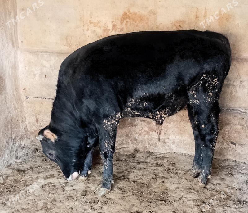 bakylan öküz şwes - Бузмеин - img 1