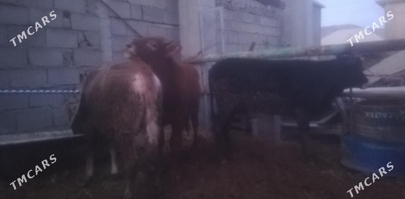 Okuz - Балканабат - img 1