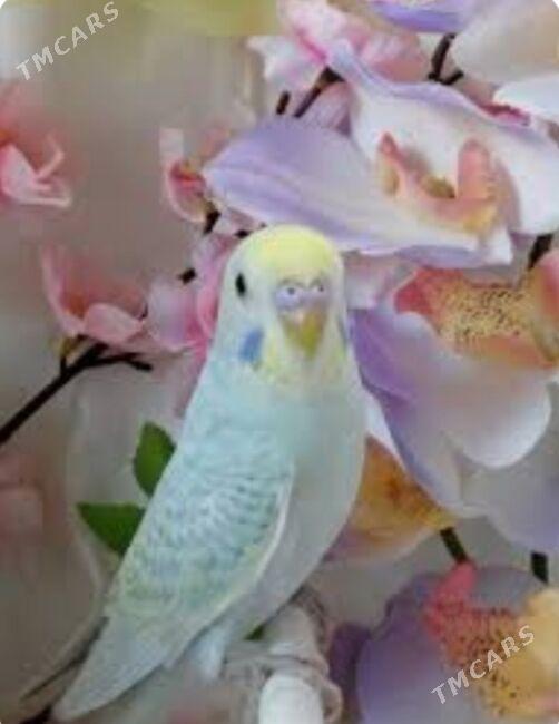 Popugay guslar sowagtlyk - Ашхабад - img 1