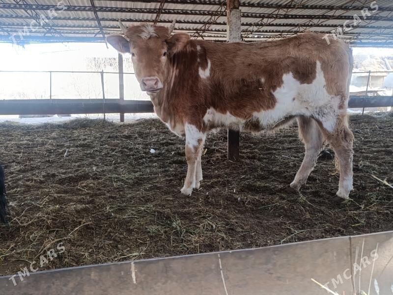 Татар сементал - Туркменабат - img 1