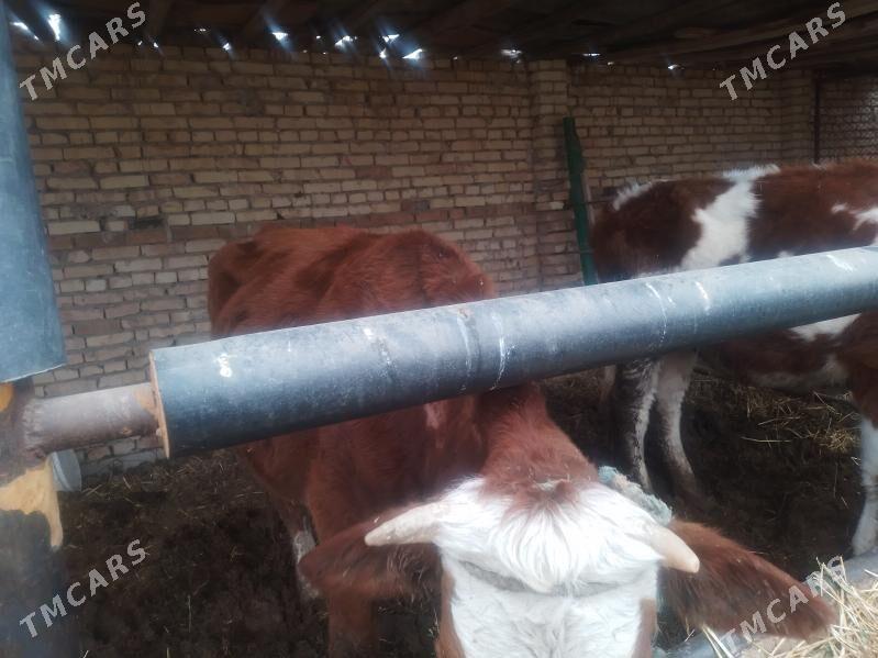 сыгыр - Туркменабат - img 1