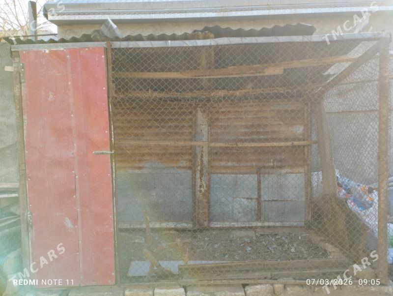 Towuk ketek - Mary - img 1