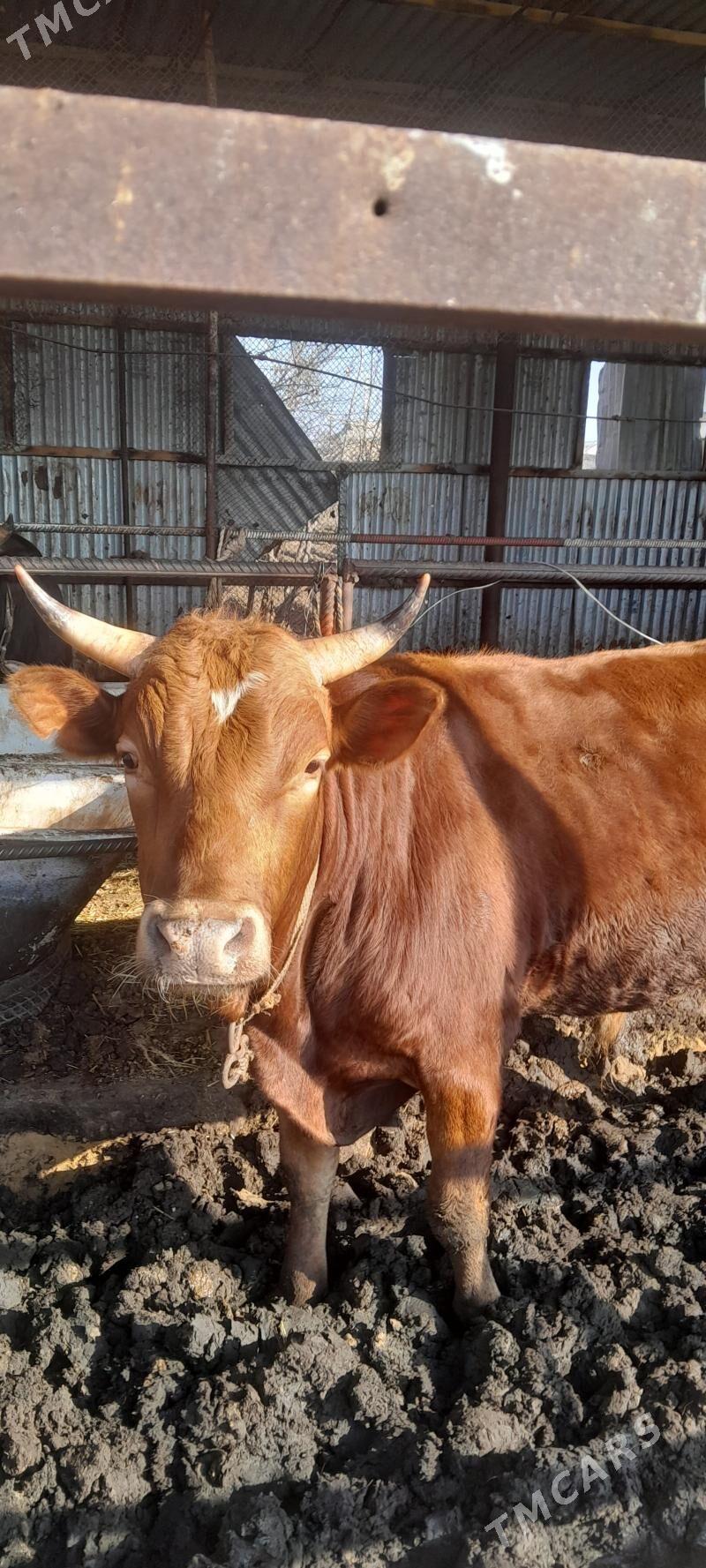 sygyr  ökùz - Wekilbazar - img 1